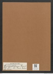 Campylodiscus gevilii Lend.-Fortm. (de-Toni-Nr.: Genus 57, Species 2433) Zeichnungen Sammlung Grunow Mappe 02616 (Herbarium_W_Grunow_drawings_Folder_02616)